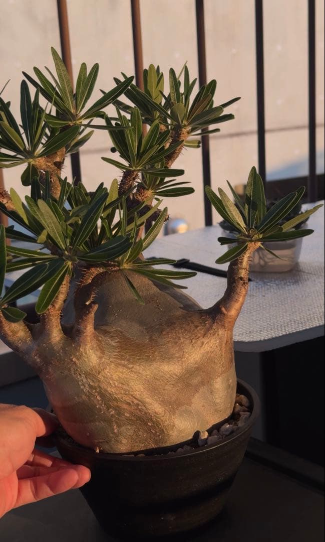 グラキリス大株　現地球発根株　鉢ごと発送