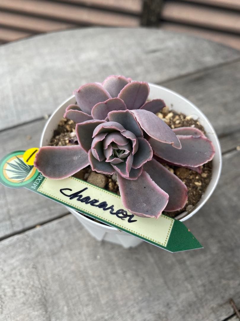 1 双頭　原種　チャザロイ　Chazaroi エケベリア 紫色