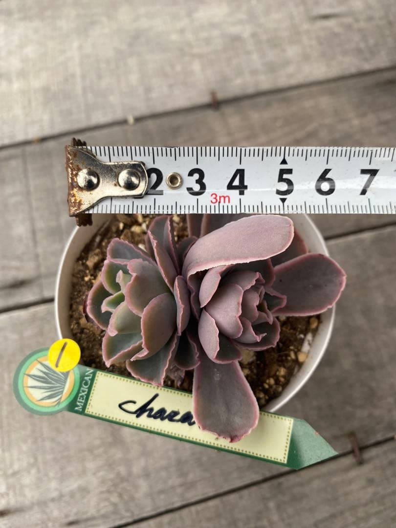 1 双頭　原種　チャザロイ　Chazaroi エケベリア 紫色