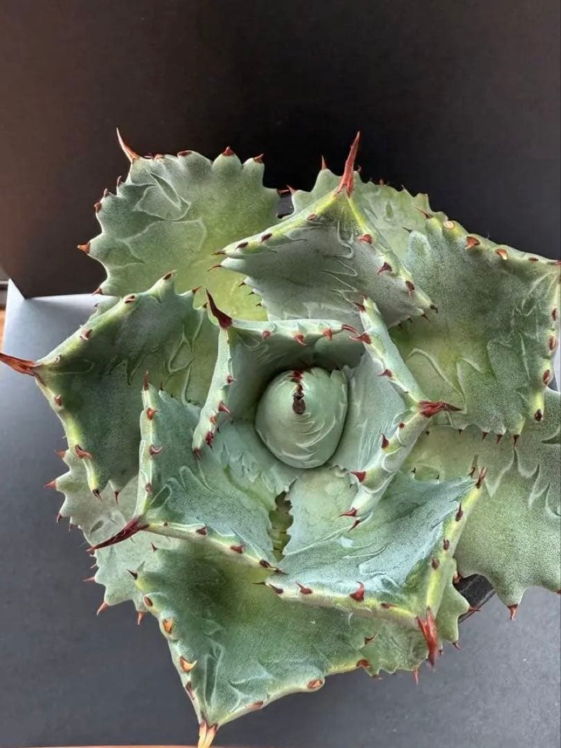 週末限定価格！！アガベ　姫蠍蟹　親株!!イシスメンシス 甲蟹