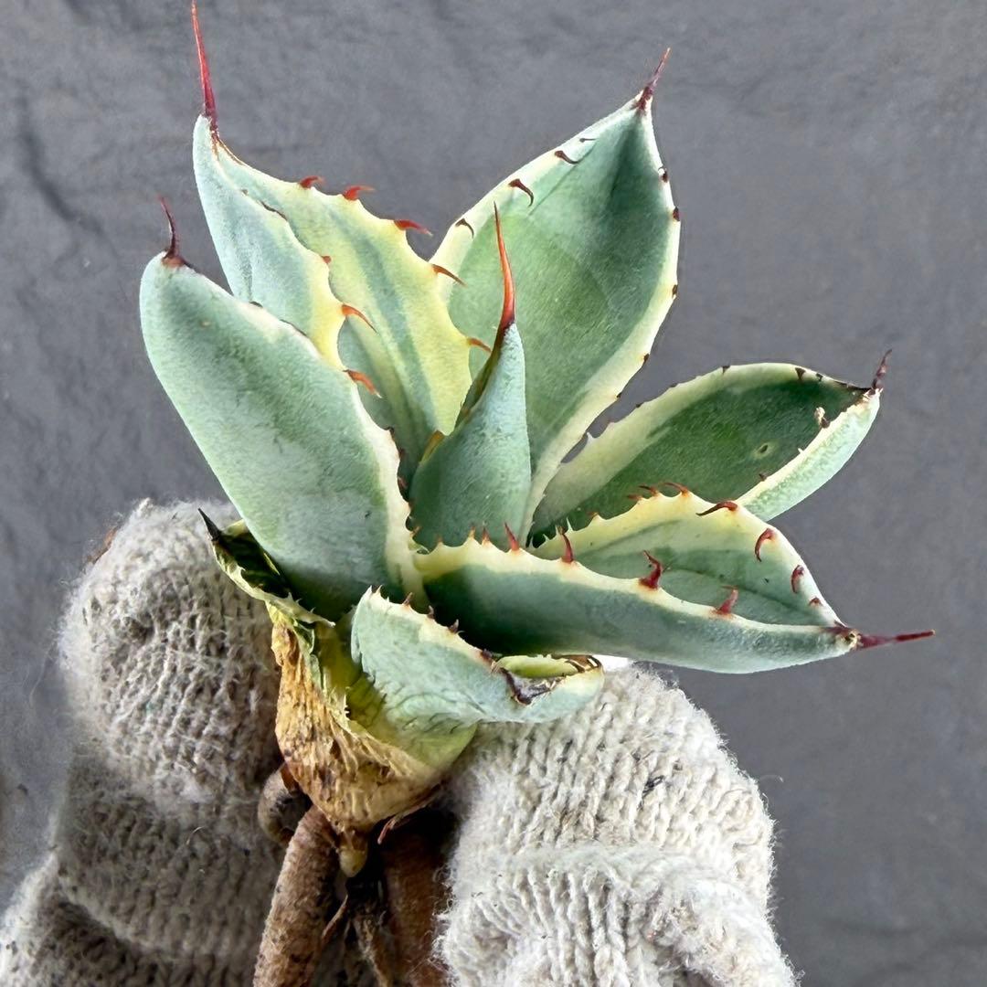 A*d様 【アガベ パリー“オリザバ”】最高コントラスト/明瞭斑入り/L-1