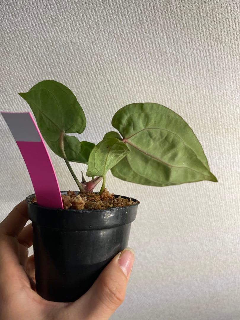 Anthurium Pink lemonade ULTRA✖️レッドクリスタリナム