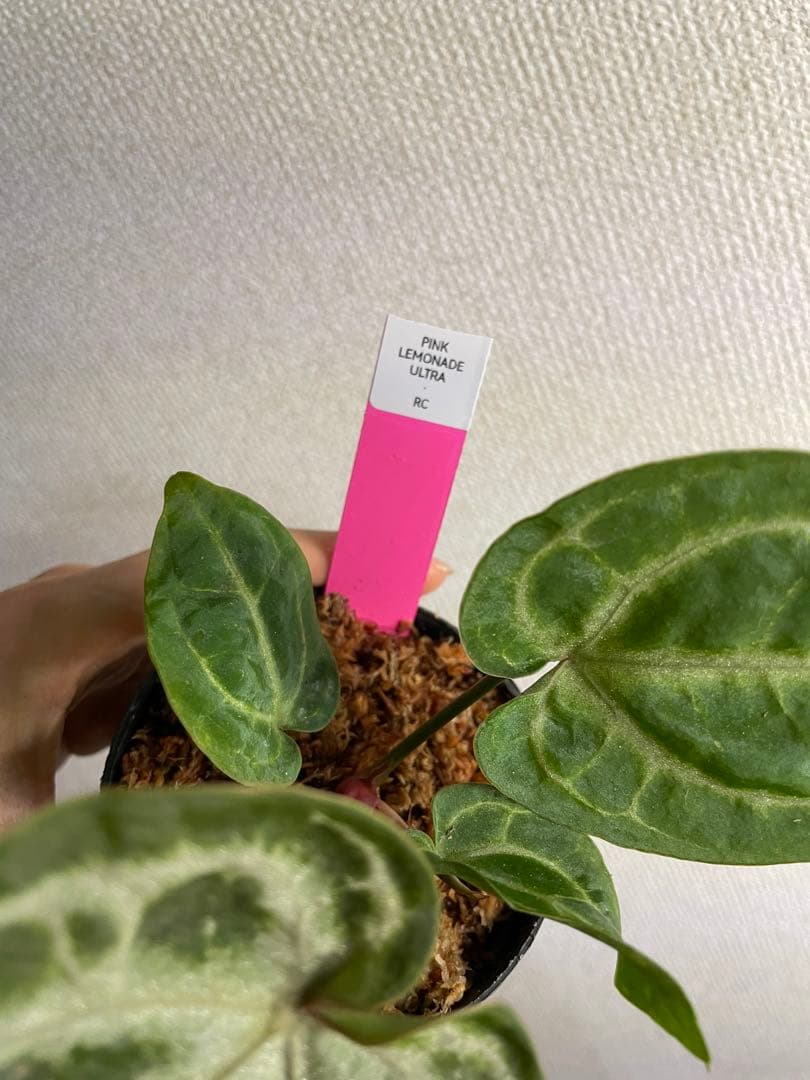 Anthurium Pink lemonade ULTRA✖️レッドクリスタリナム