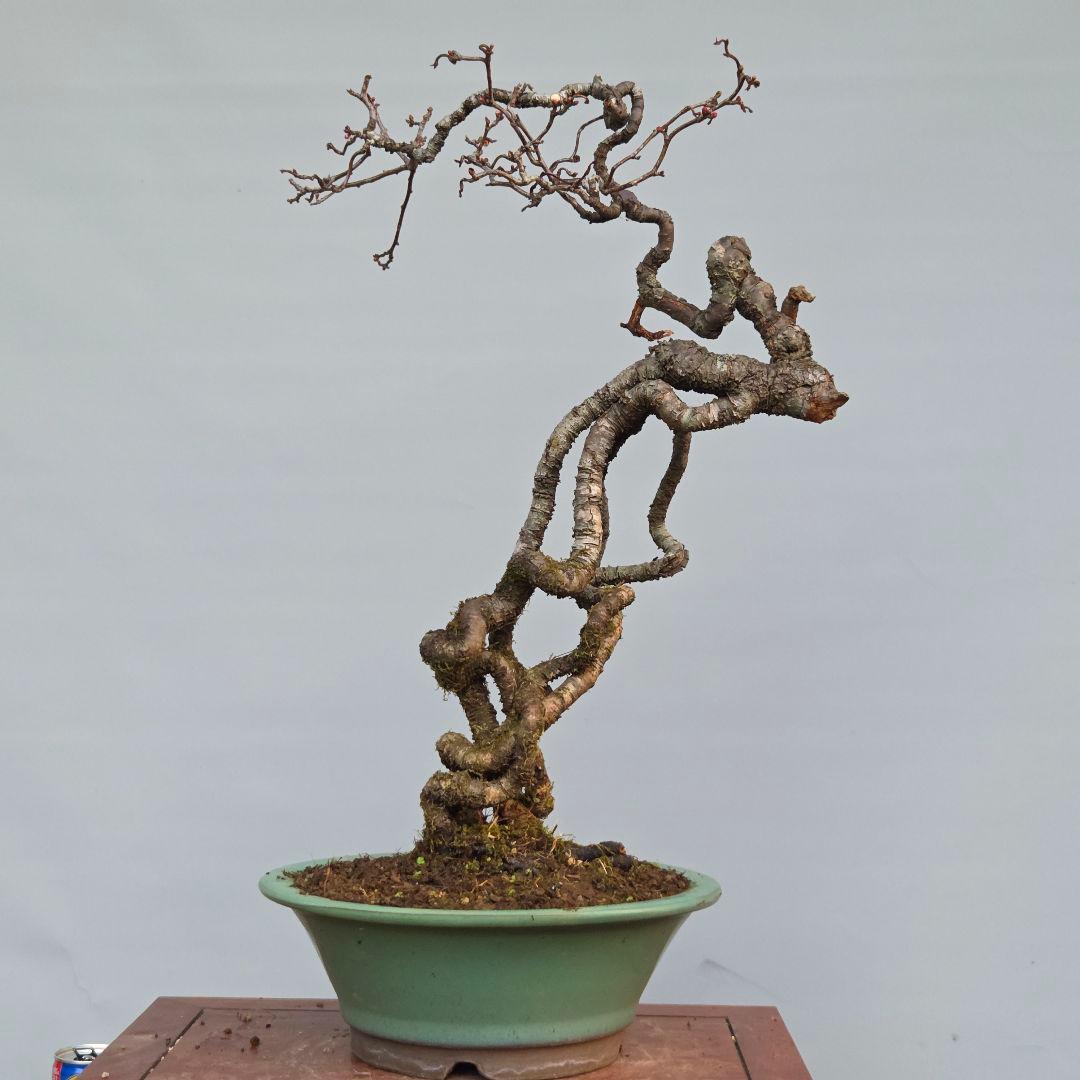 梅　(雲竜梅)　[根上がり文人風]　大品盆栽