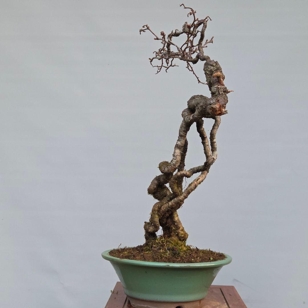 梅　(雲竜梅)　[根上がり文人風]　大品盆栽