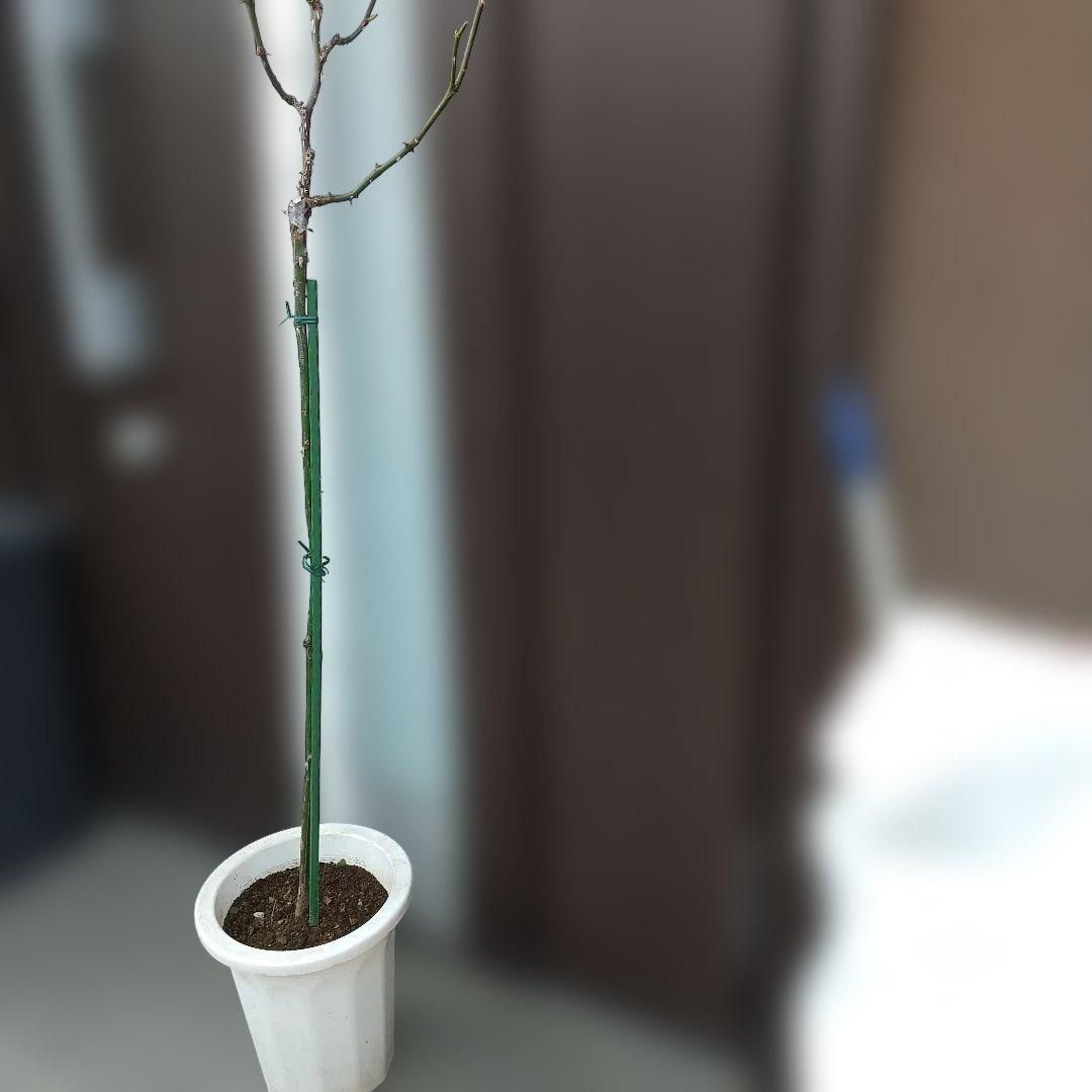 スタンダード仕立てバラ苗(フリージア四季咲)