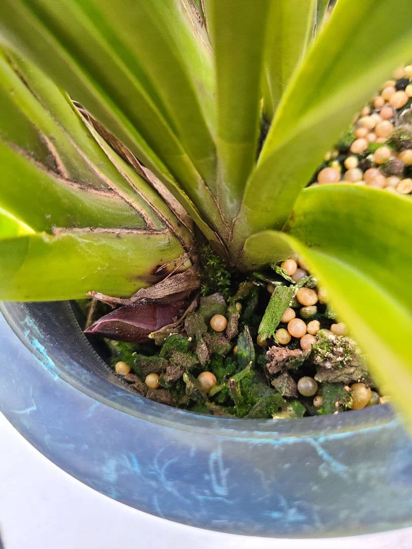 フォアゴットンフルーツ。花芽合計12個。5鉢セット。蜜蜂誘引蘭。日本蜜蜂。