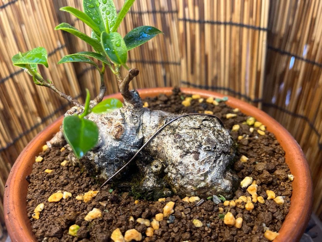 ✨✨✨ガジュマル【◎良品素材】検/珍奇塊根類♪セール品♪