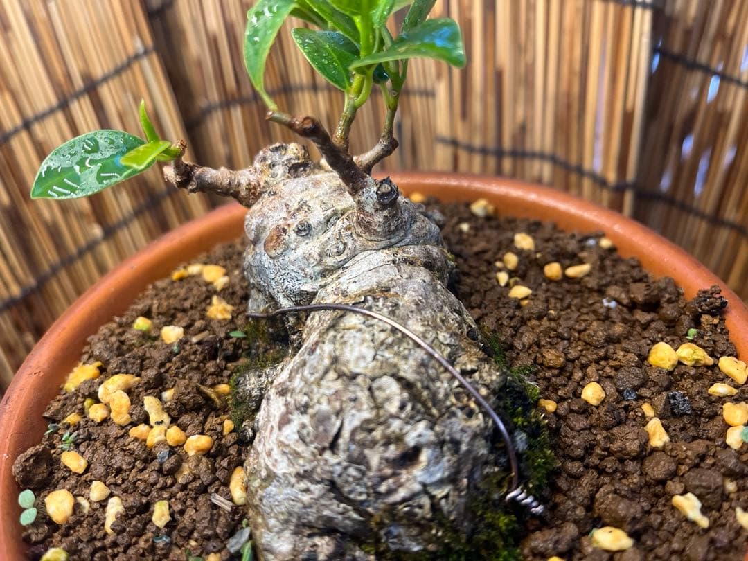 ✨✨✨ガジュマル【◎良品素材】検/珍奇塊根類♪セール品♪