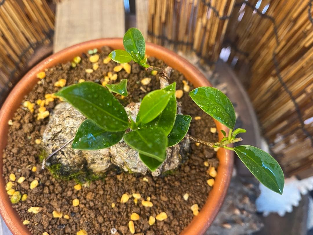 ✨✨✨ガジュマル【◎良品素材】検/珍奇塊根類♪セール品♪