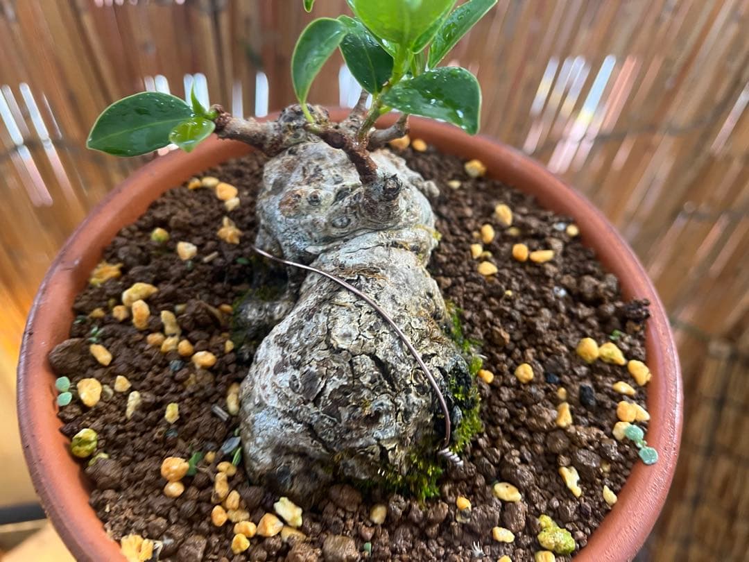 ✨✨✨ガジュマル【◎良品素材】検/珍奇塊根類♪セール品♪