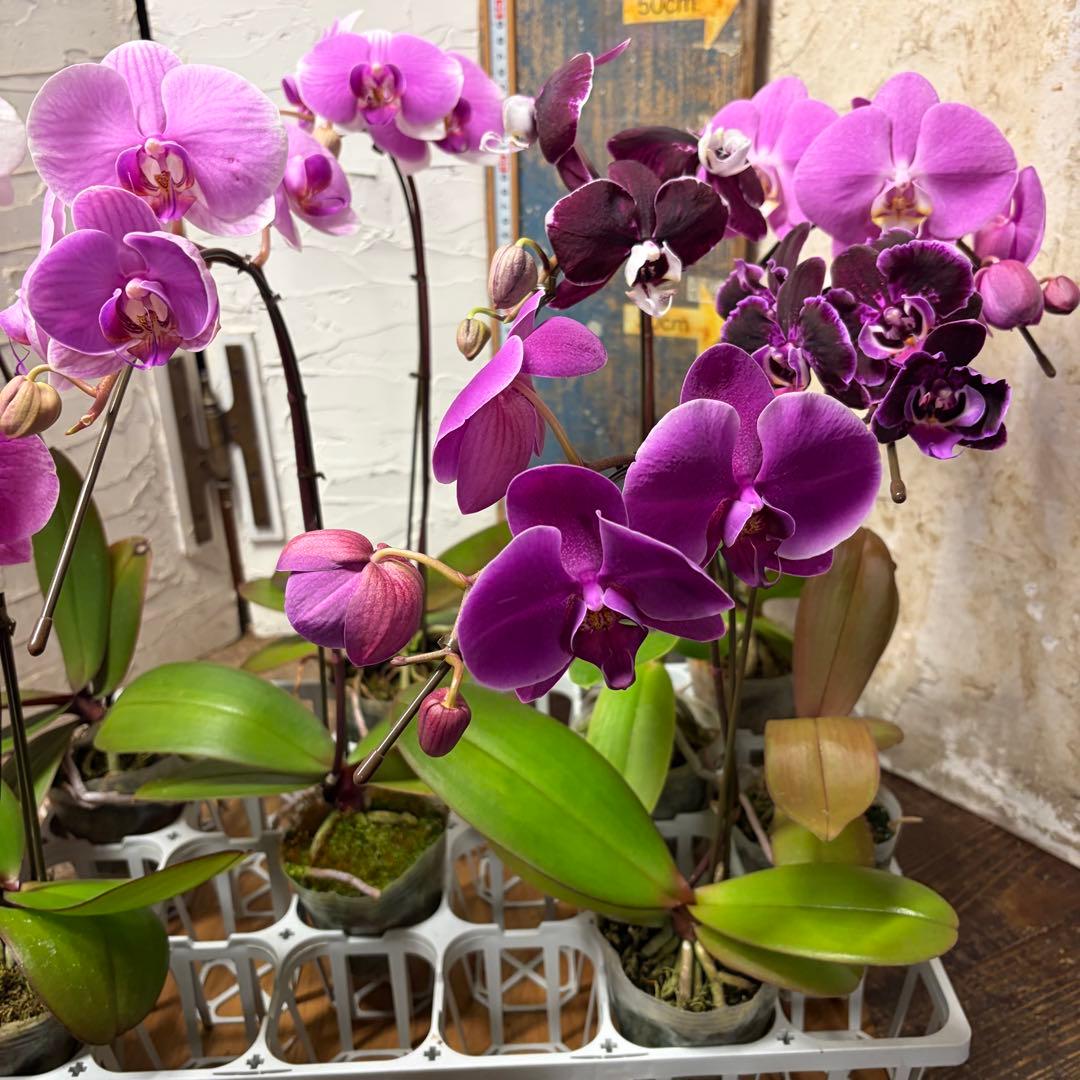 胡蝶蘭　変わり咲き入り　8ポット ファレノプシス