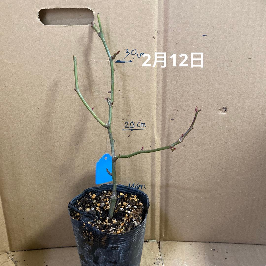 バラ苗　切りバラ苗　Whit♡ Mayr♡ R♡se