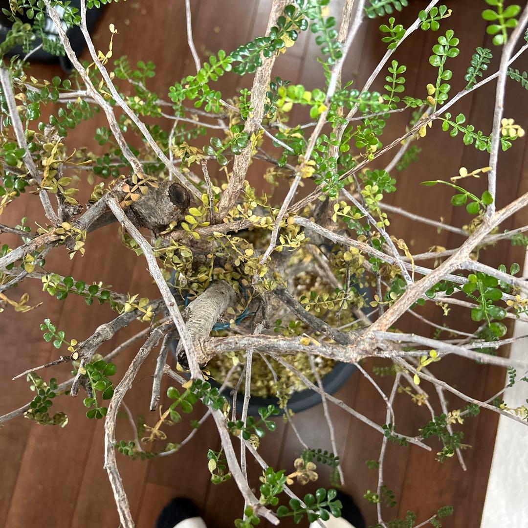 オペルクリカリア　デカリー現地球