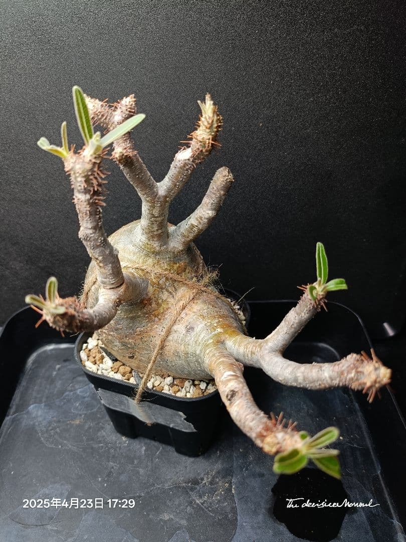 【期間限定販売】パキポディウム　グラキリス　現地球　良型　トナカイ型