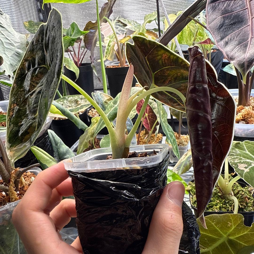 アロカシア アズラニー イエロー