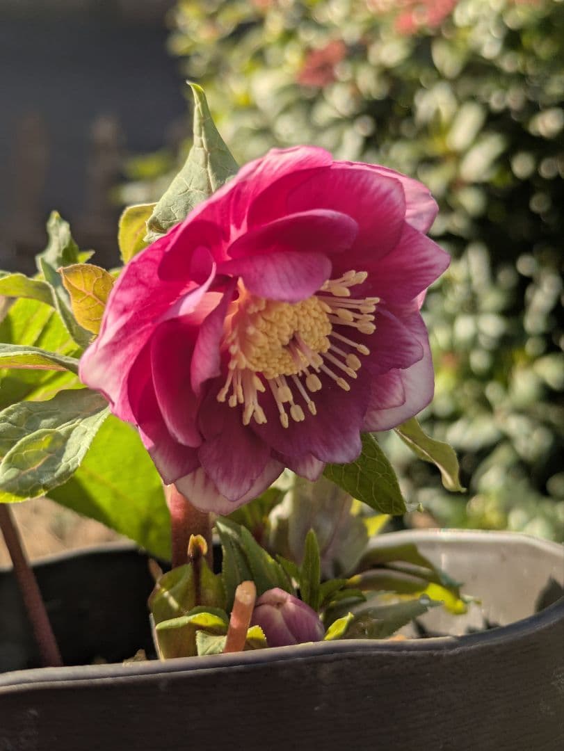 【広瀬園芸】クリスマスローズ　ソレイユ系dd 整形花