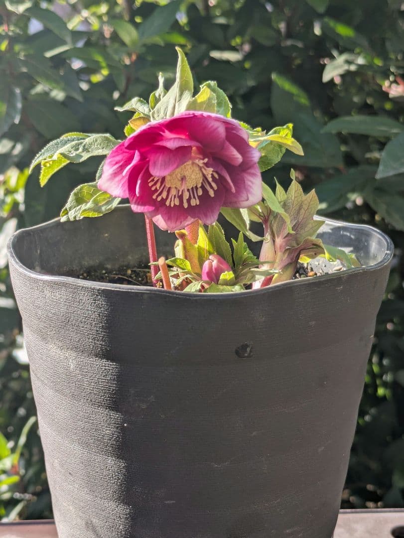 【広瀬園芸】クリスマスローズ　ソレイユ系dd 整形花