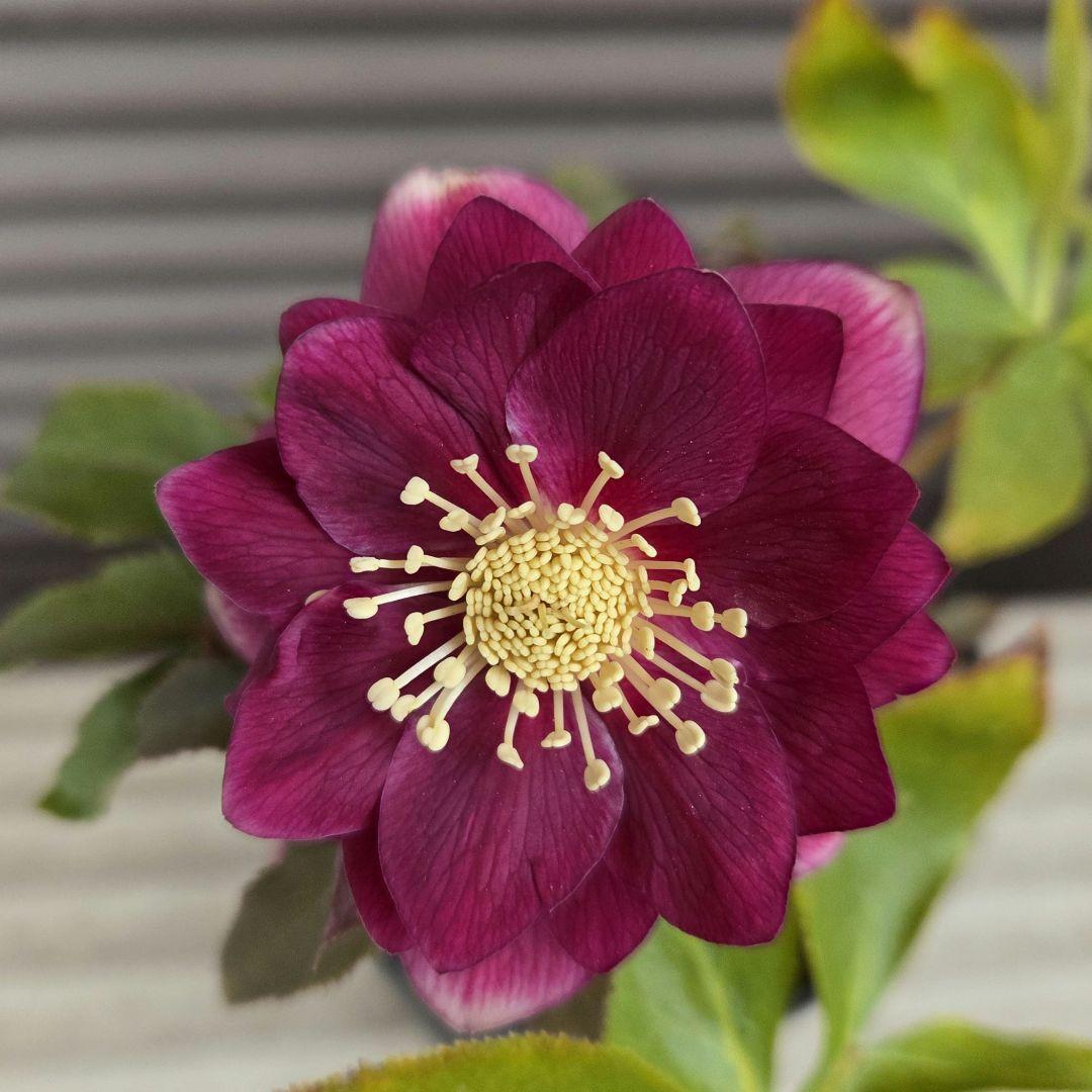 SALE　クリスマスローズ 広瀬園芸 レッドオーレア ダブル 開花株