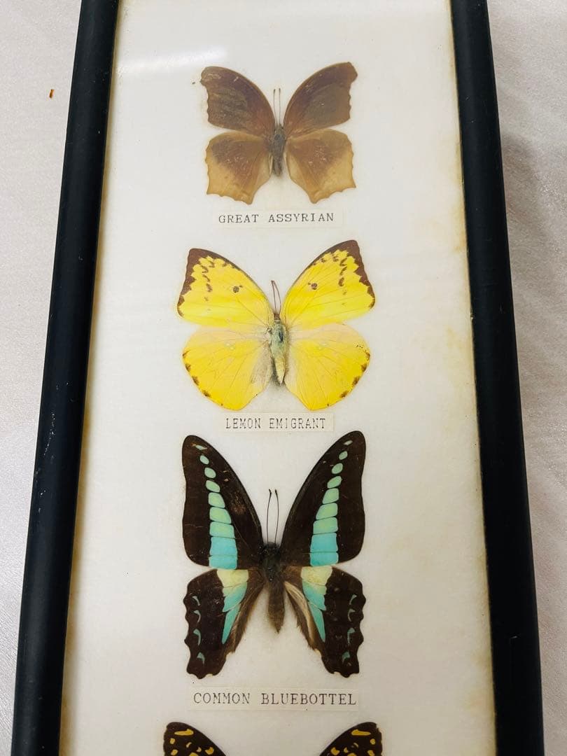 全国配送無料‼️蝶々標本 7頭セット