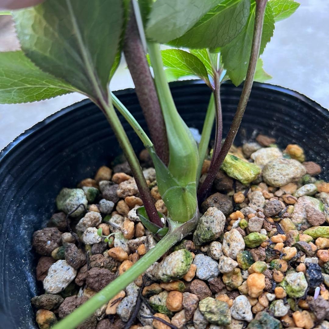 白抜けベインくすみバイカラーdd クリスマスローズ　苗