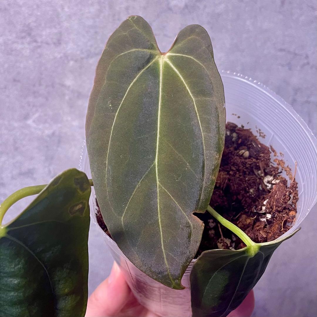 パ*ン様 アンスリウム papi Fort Sherman x Ralph Ly