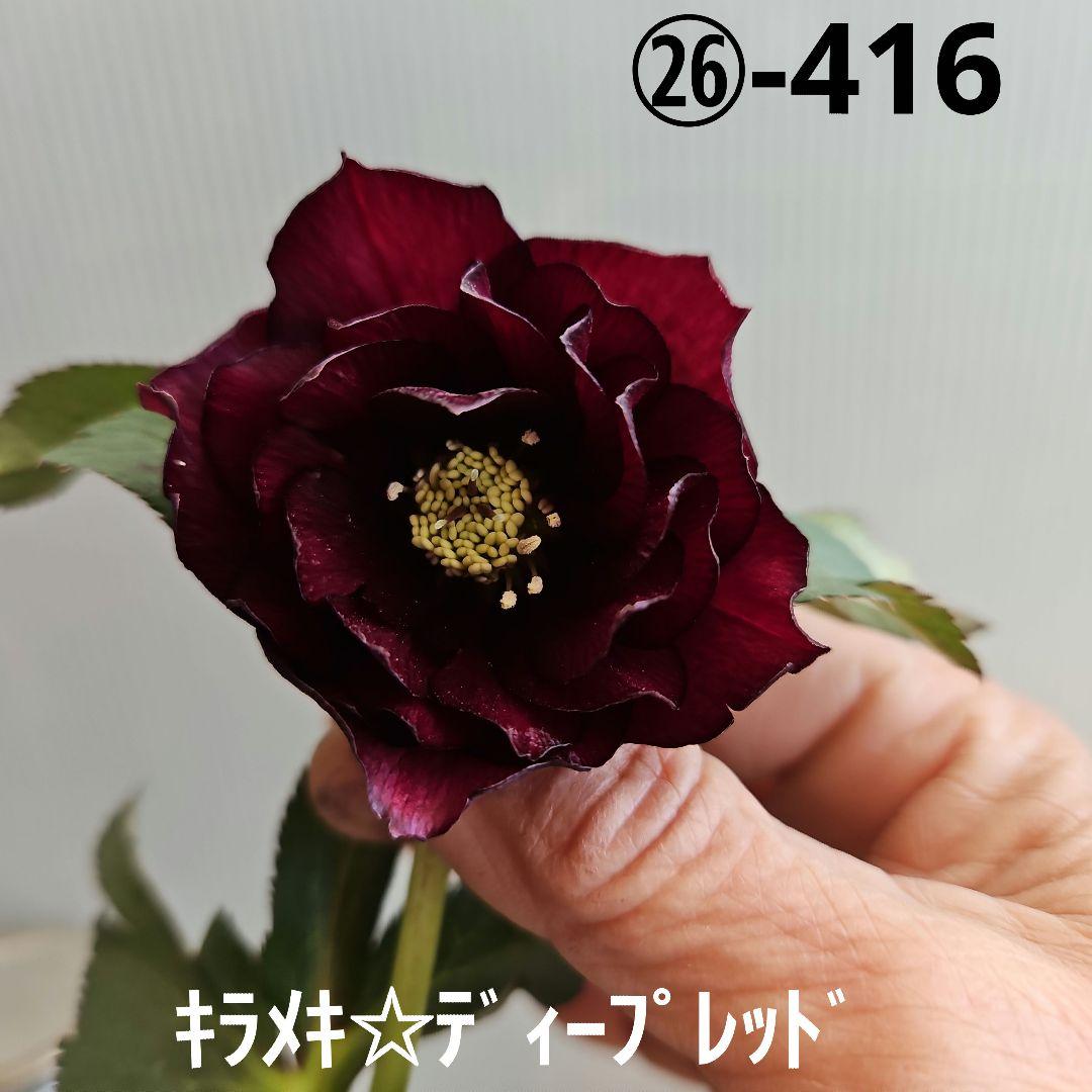 ㉖-416クリスマスローズ