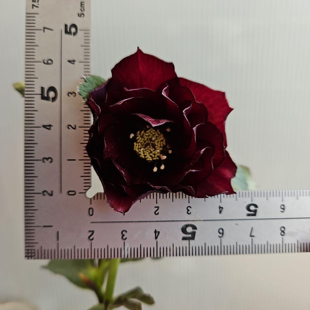 ㉖-416クリスマスローズ