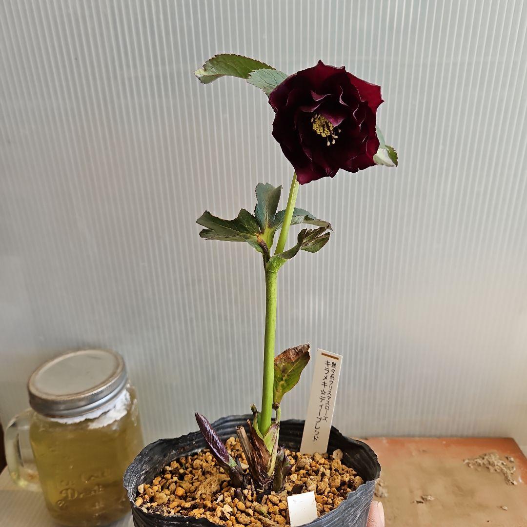 ㉖-416クリスマスローズ