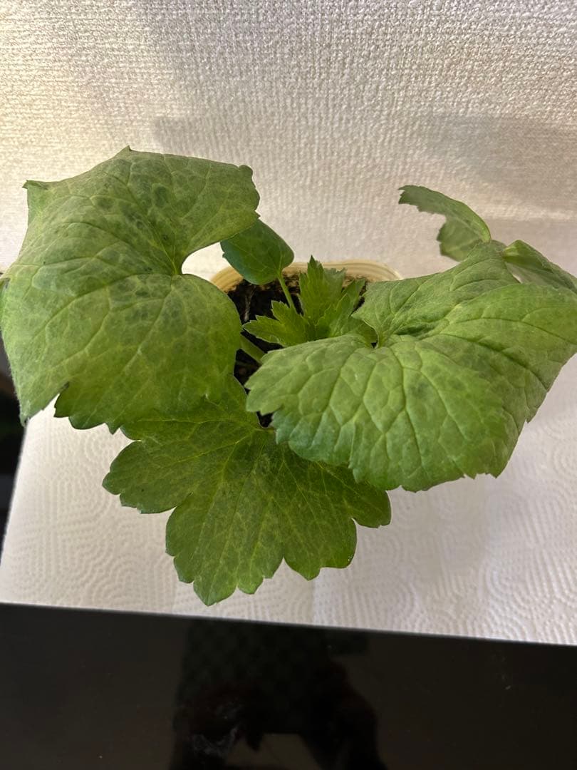 ラナンキュラスラックス苗、ブァーゴ(ブライト パープル)新品種、正規品、タグ付き