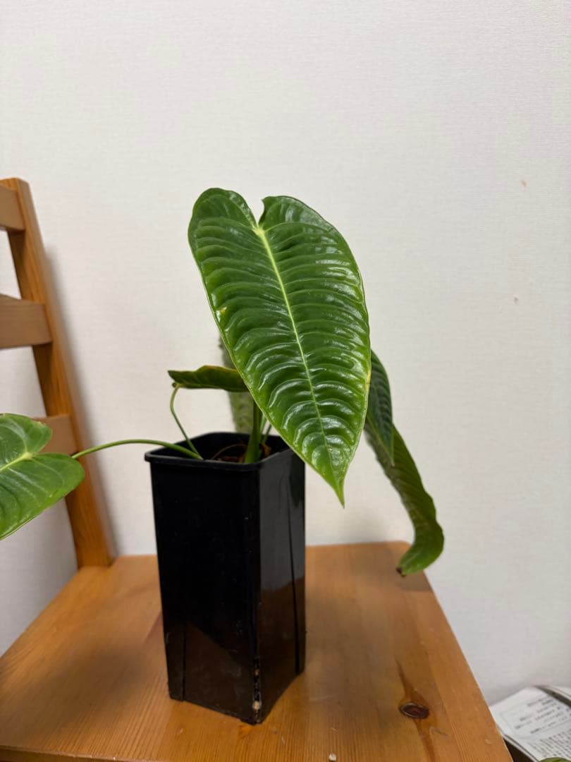 ＊アンスリウム　ベイチー　スーパーナロー　super narrow 4号＊