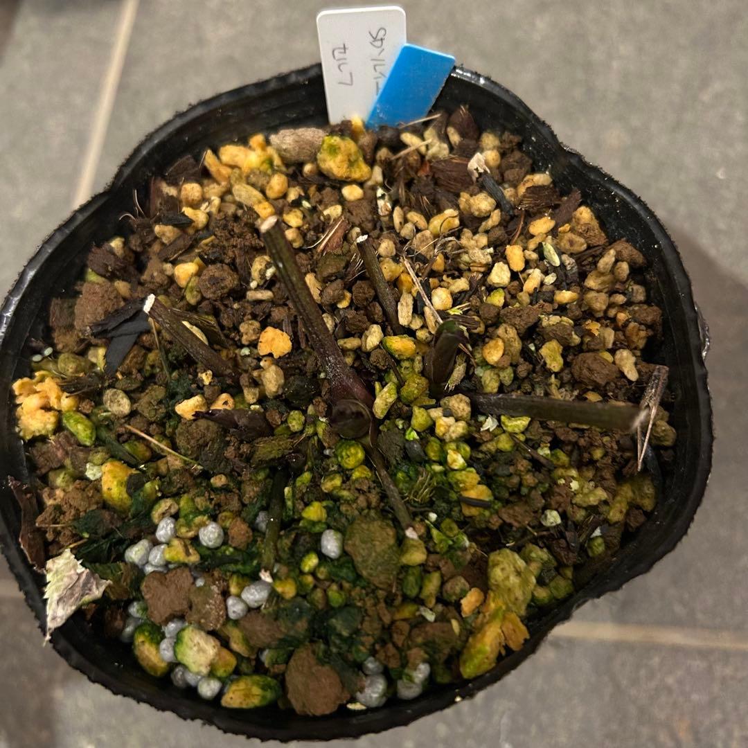 もり子「新春セール」クリスマスローズ セット