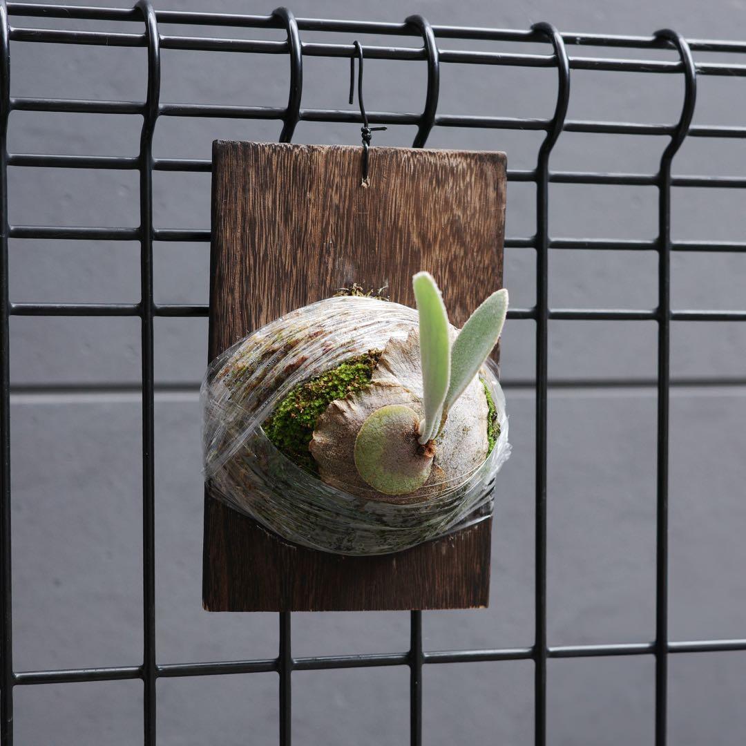 ︎︎︎︎☑︎ P.veitchii wild sp ♯3ビカクシダ 子株 限定1つ