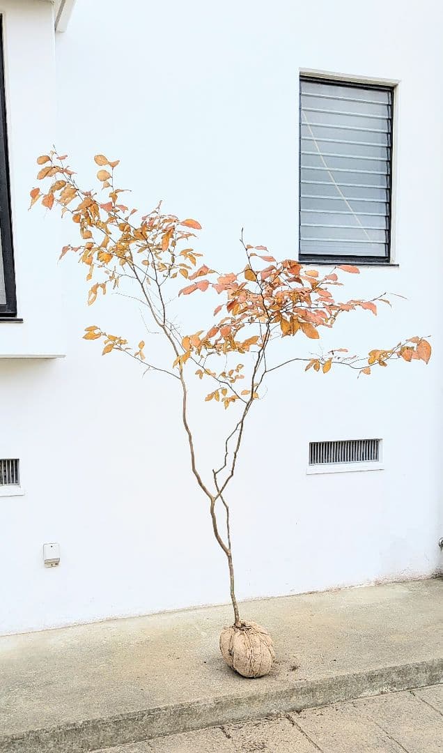 特上暖色。山採りヤマコウバシ。