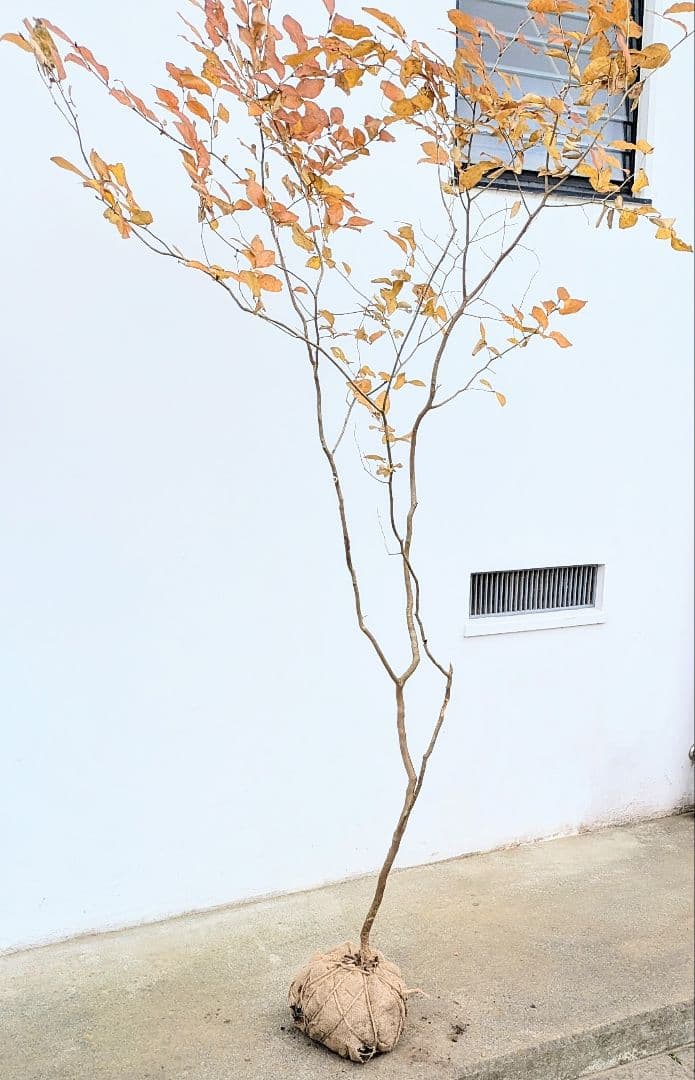 特上暖色。山採りヤマコウバシ。