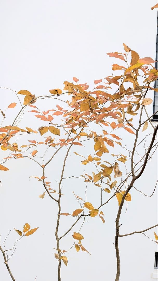 特上暖色。山採りヤマコウバシ。