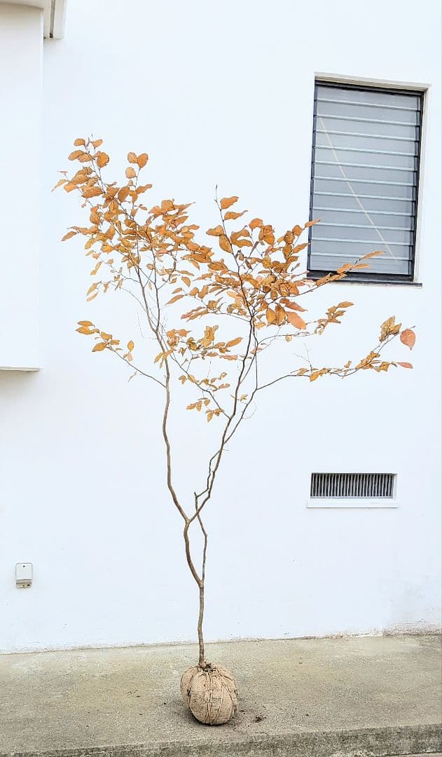 特上暖色。山採りヤマコウバシ。