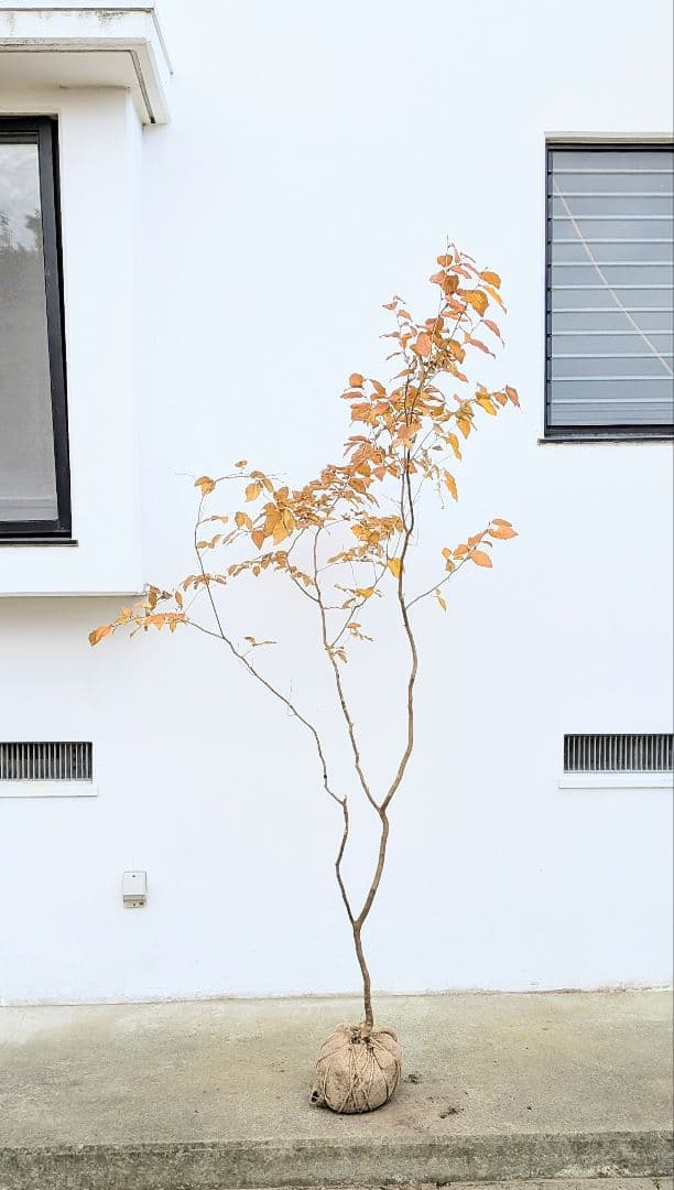 特上暖色。山採りヤマコウバシ。