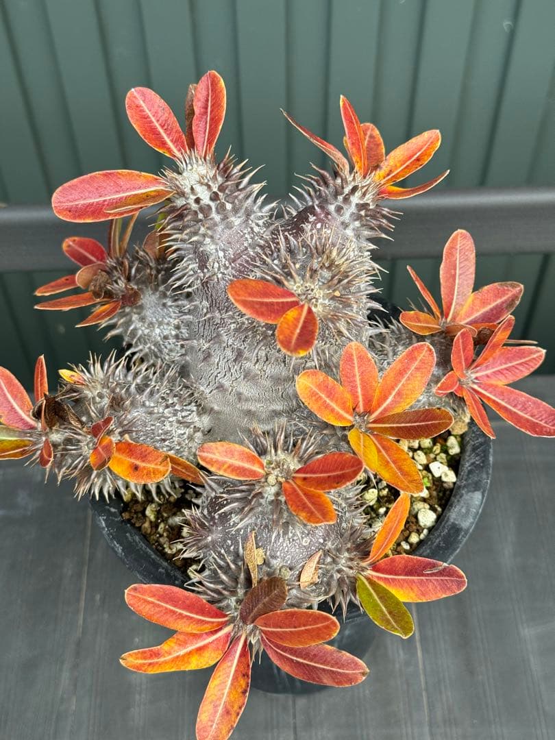 パキポディウム　デンシフローラム　実生