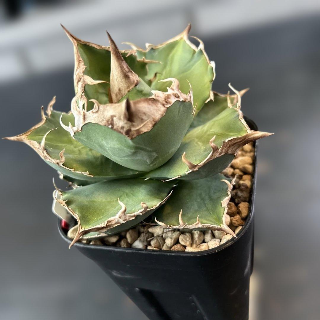 きしんざだーくねす様用　白犀牛