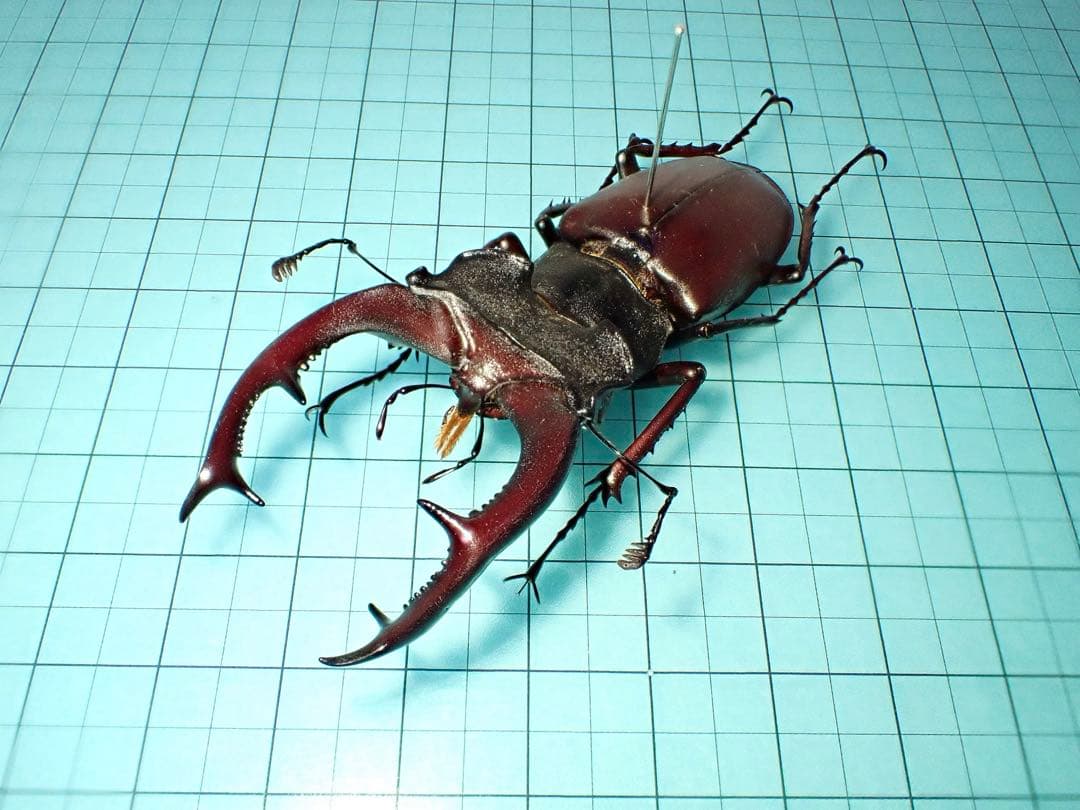 【標本】希少産地　ヨーロッパミヤマクワガタ　セルビア産　70.3ミリ　野外品