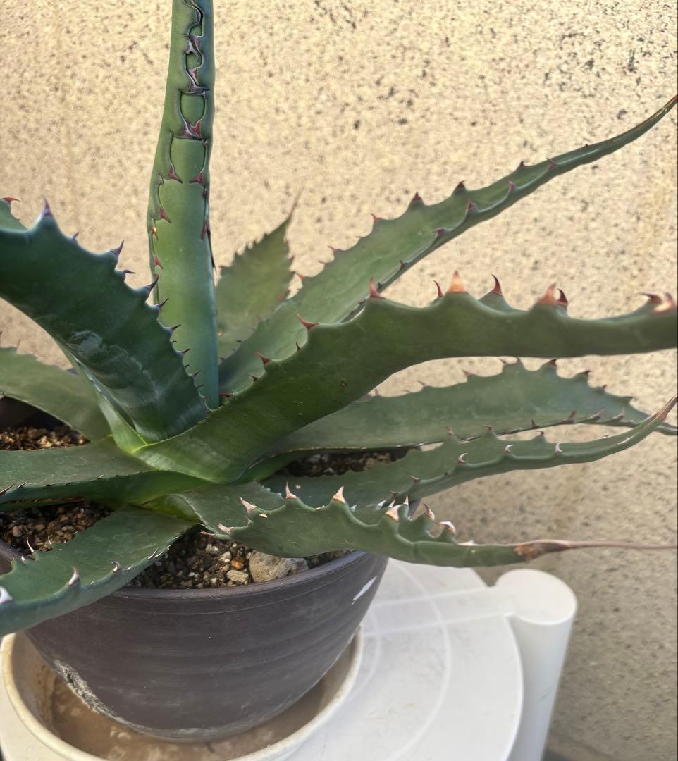 特大‼️ Agave アガベ　ジェントリージョーズ