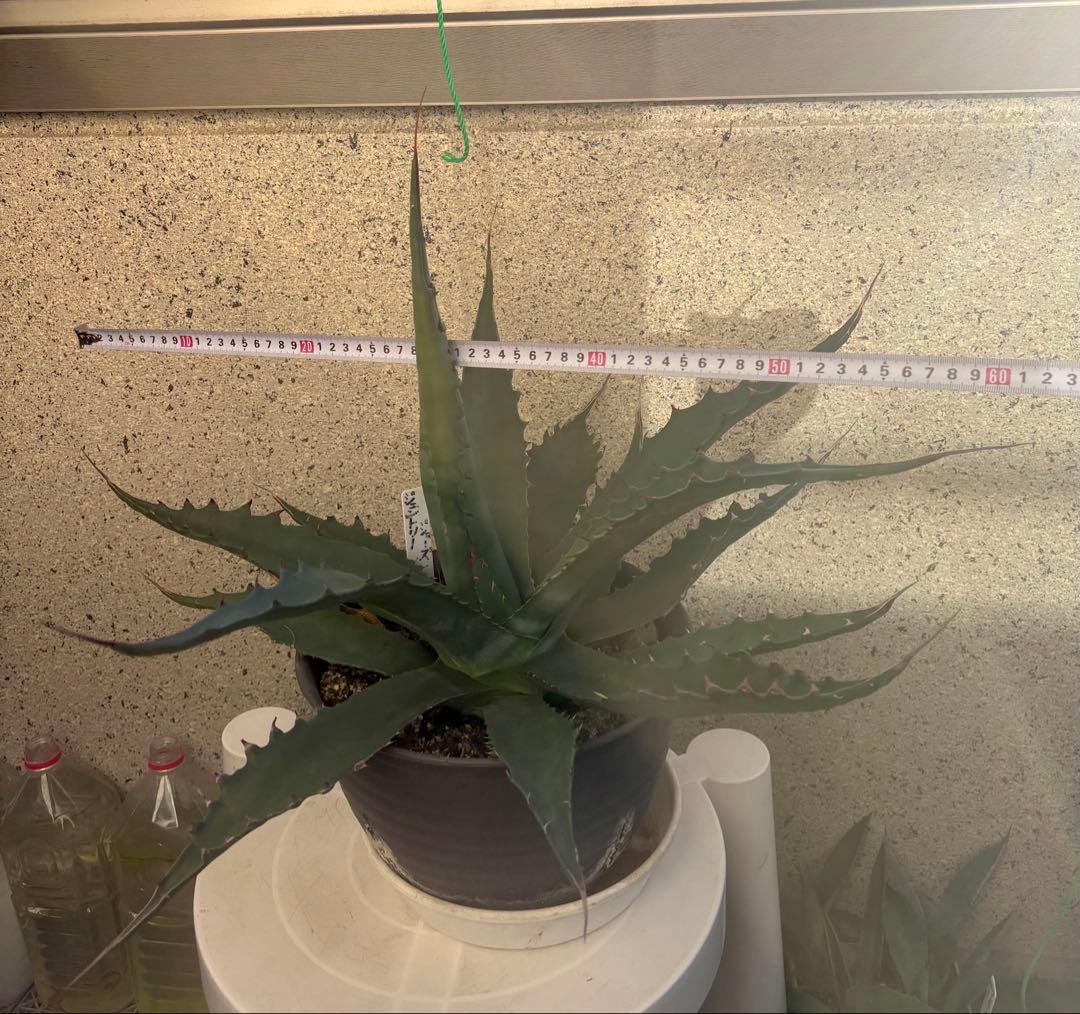 特大‼️ Agave アガベ　ジェントリージョーズ