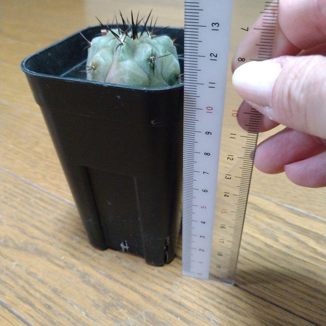 Copiapoa cinerea コピアポア・シネレア 黒王丸 実生