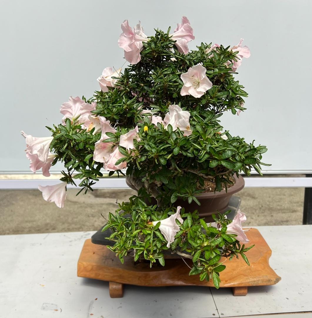 さつき　霜の月