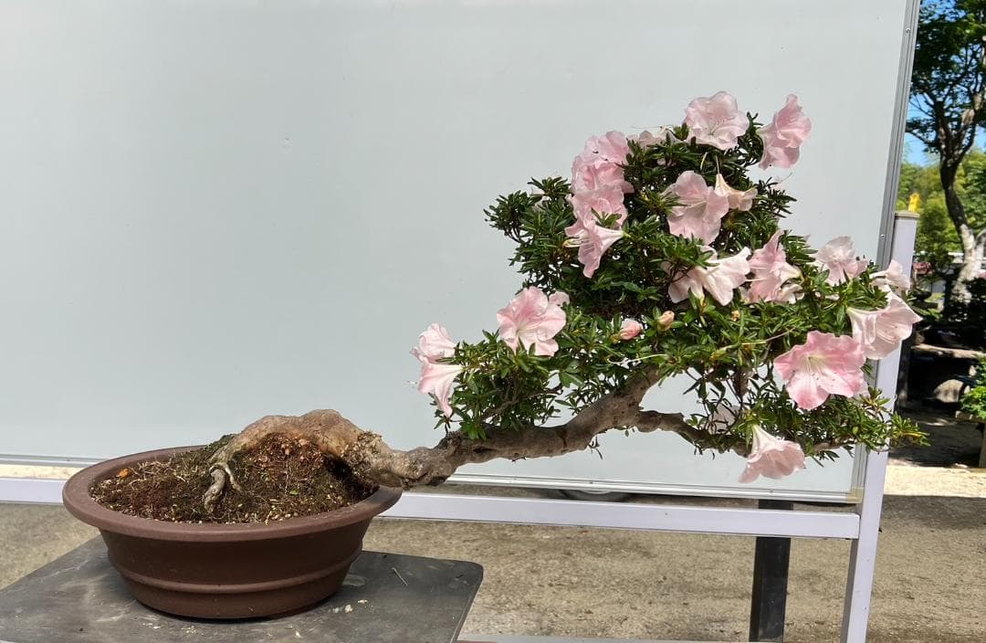 さつき　霜の月