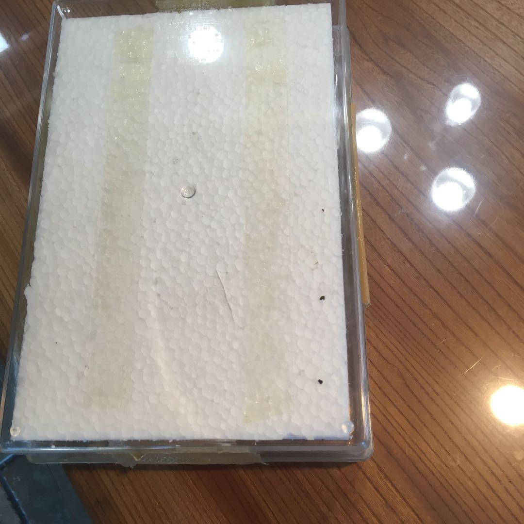 蝶のはくせい　標本　かなり大きい蝶です