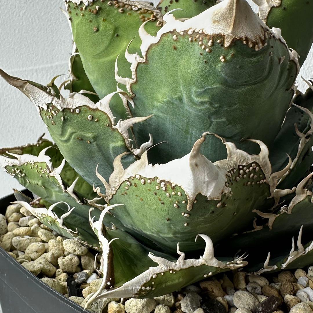 チタノタ 台湾趣味家株 セット ※バラ売り可能 検）冰雹、麻花龍