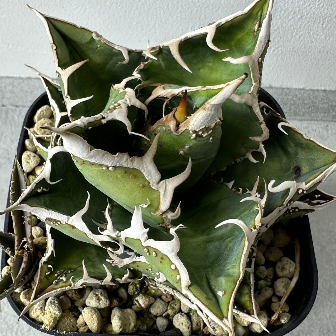 チタノタ 台湾趣味家株 セット ※バラ売り可能 検）冰雹、麻花龍