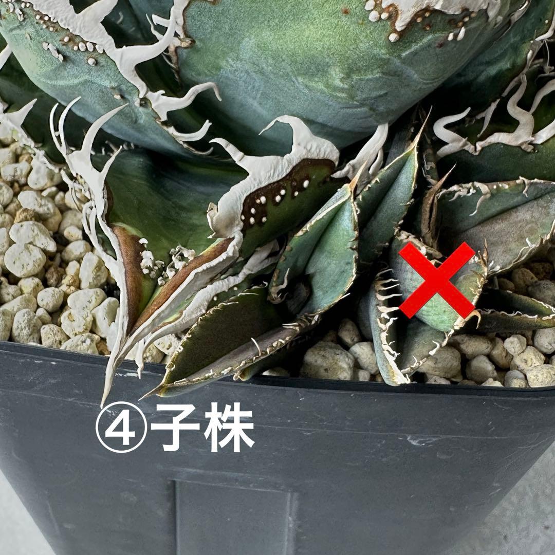 チタノタ 台湾趣味家株 セット ※バラ売り可能 検）冰雹、麻花龍